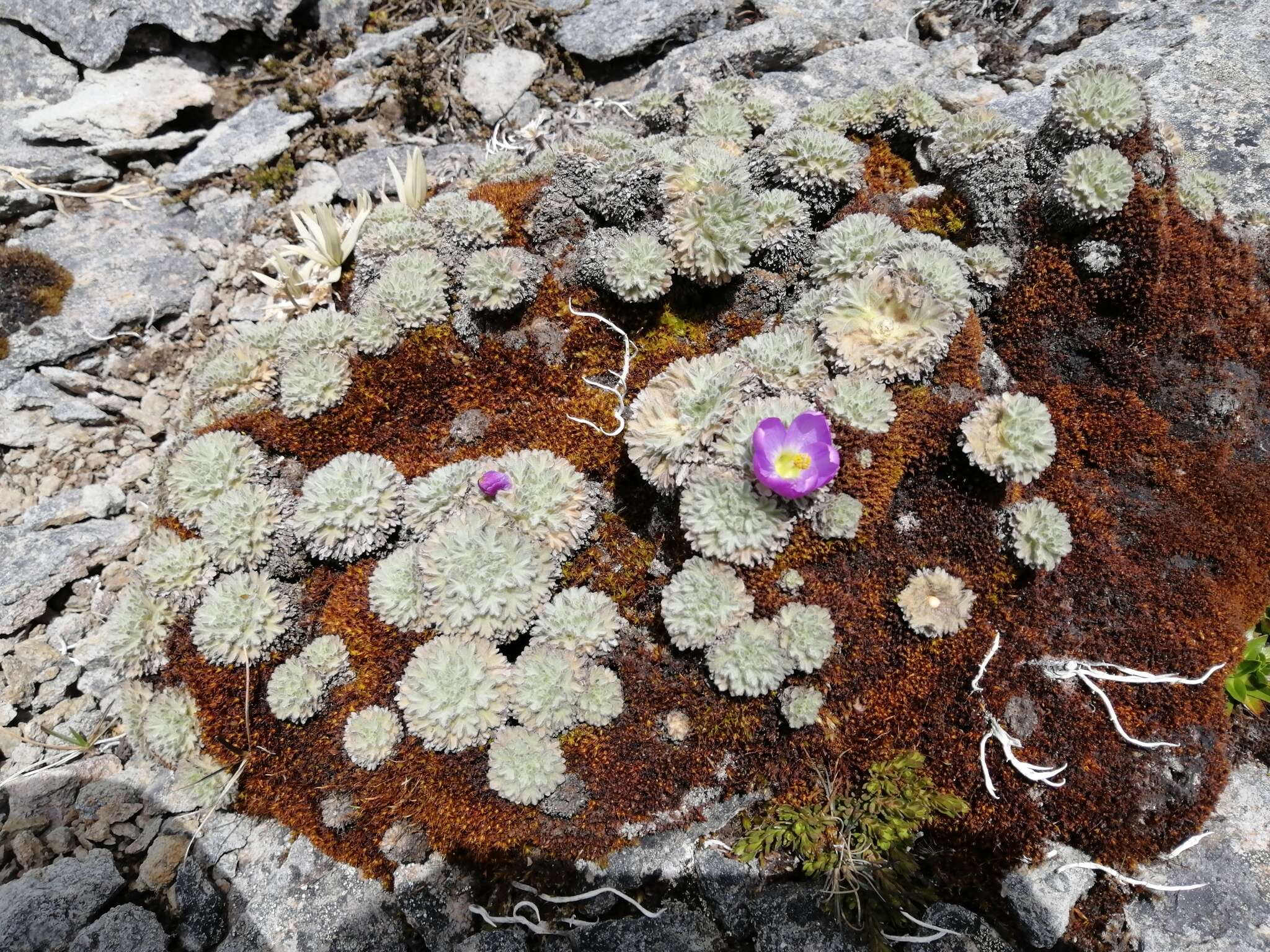 Image of Nototriche hartwegii A. W. Hill