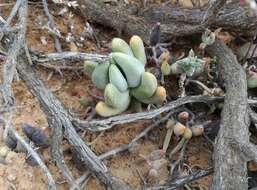 Image of Crassula congesta N. E. Br.