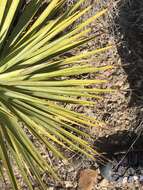 Image of Thompson's yucca