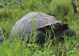 Image of Abingdon Island Giant Tortoise