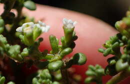 Image of Phyllopodium dolomiticum O. M. Hilliard