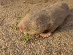 Image of Giant Mole-rat