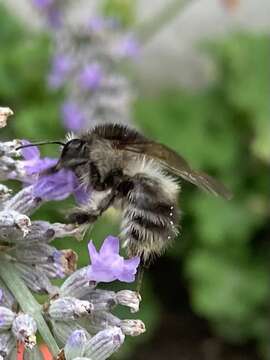 Image of <i>Bombus pascuorum mniorum</i> Fabricius 1776