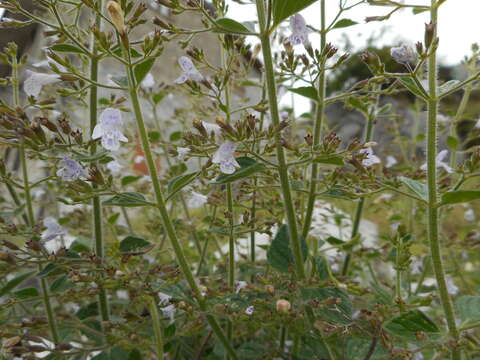 Clinopodium menthifolium subsp. menthifolium resmi