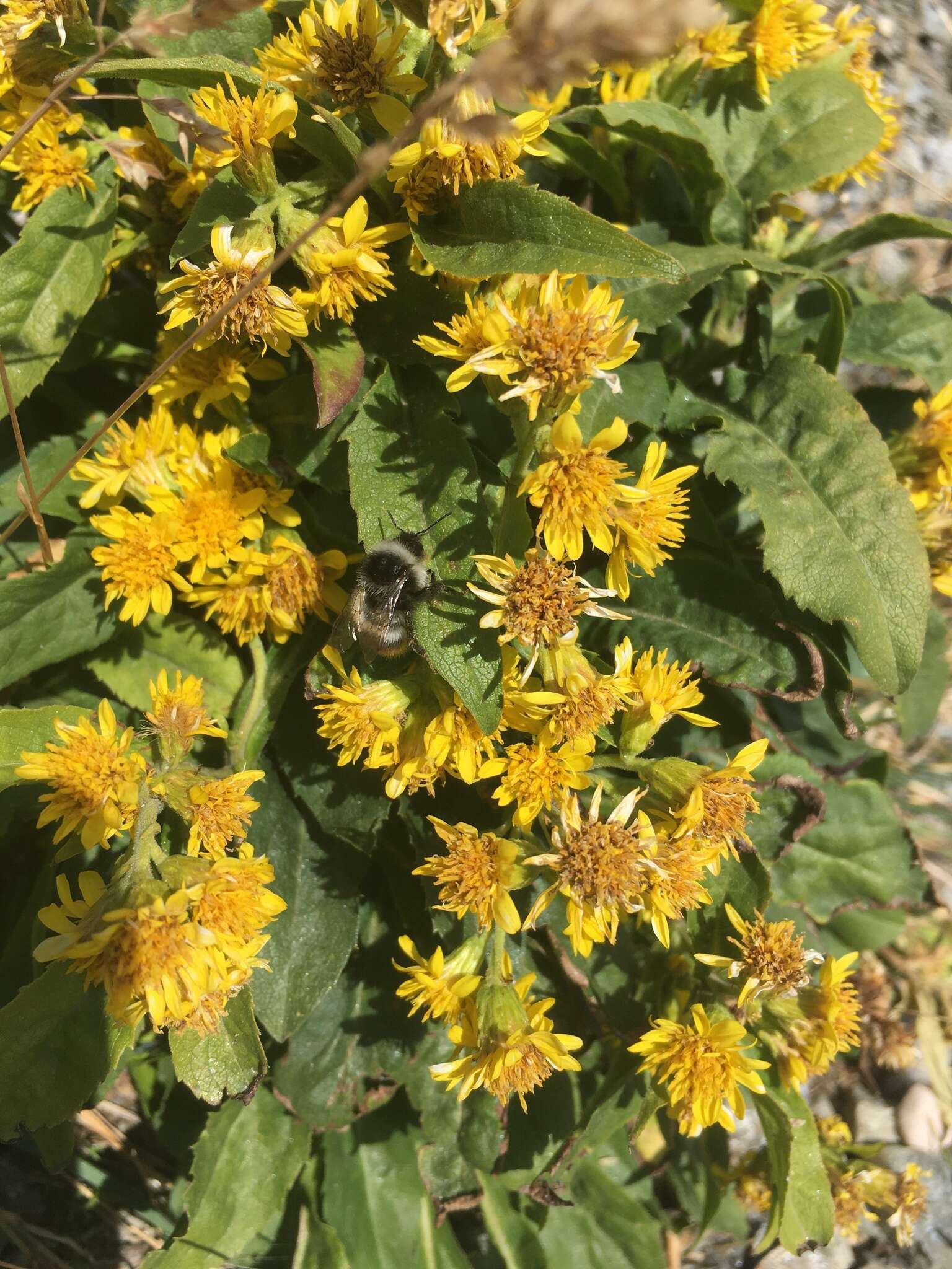 Plancia ëd Solidago virgaurea subsp. caucasica (Kem.-Nath.) Greuter