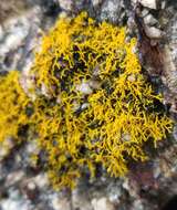 Image of coral orange lichen