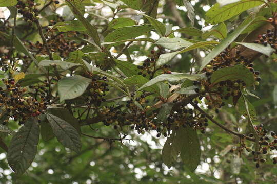 Image of Litsea floribunda (Bl.) Gamble