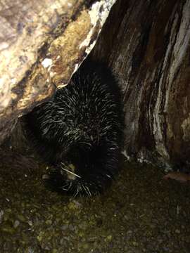 Image of North American porcupine