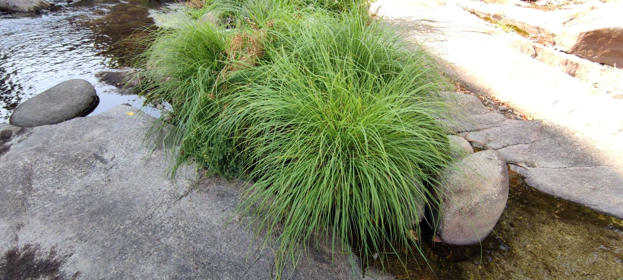 Image de Carex reuteriana subsp. reuteriana