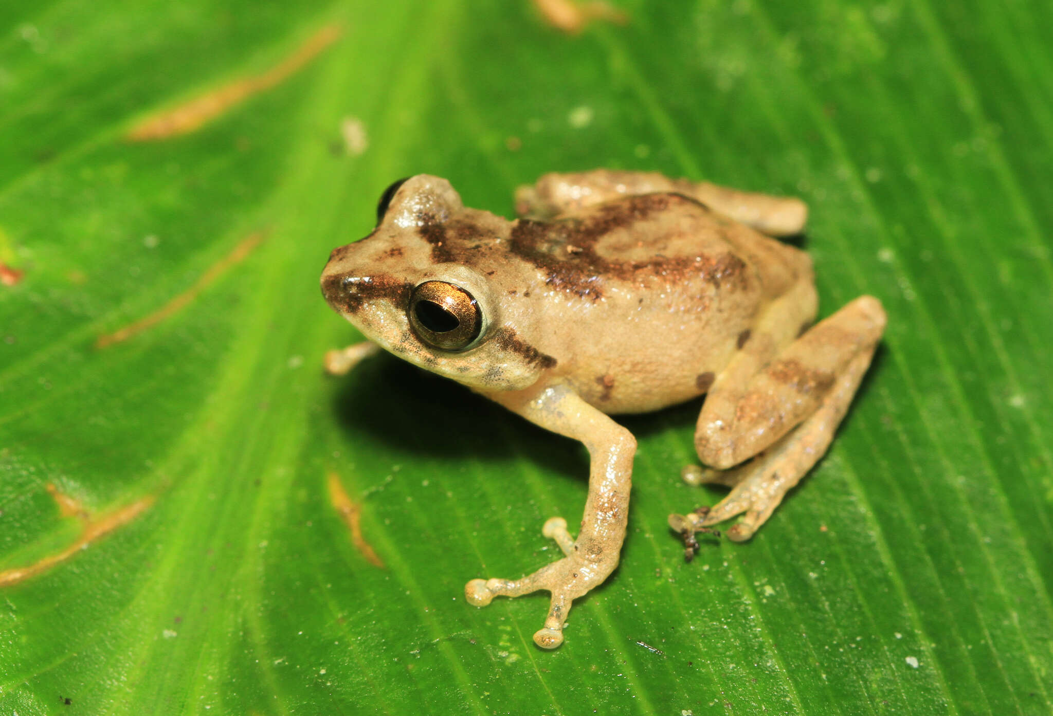 Image of Anil's Bush Frog