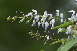 <i>Pseudarthria panii</i> resmi