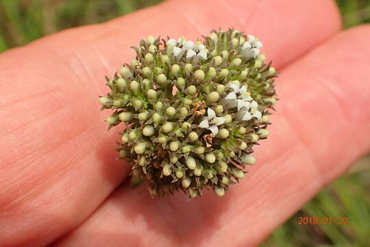 Image of Agathisanthemum chlorophyllum (Hochst.) Bremek.