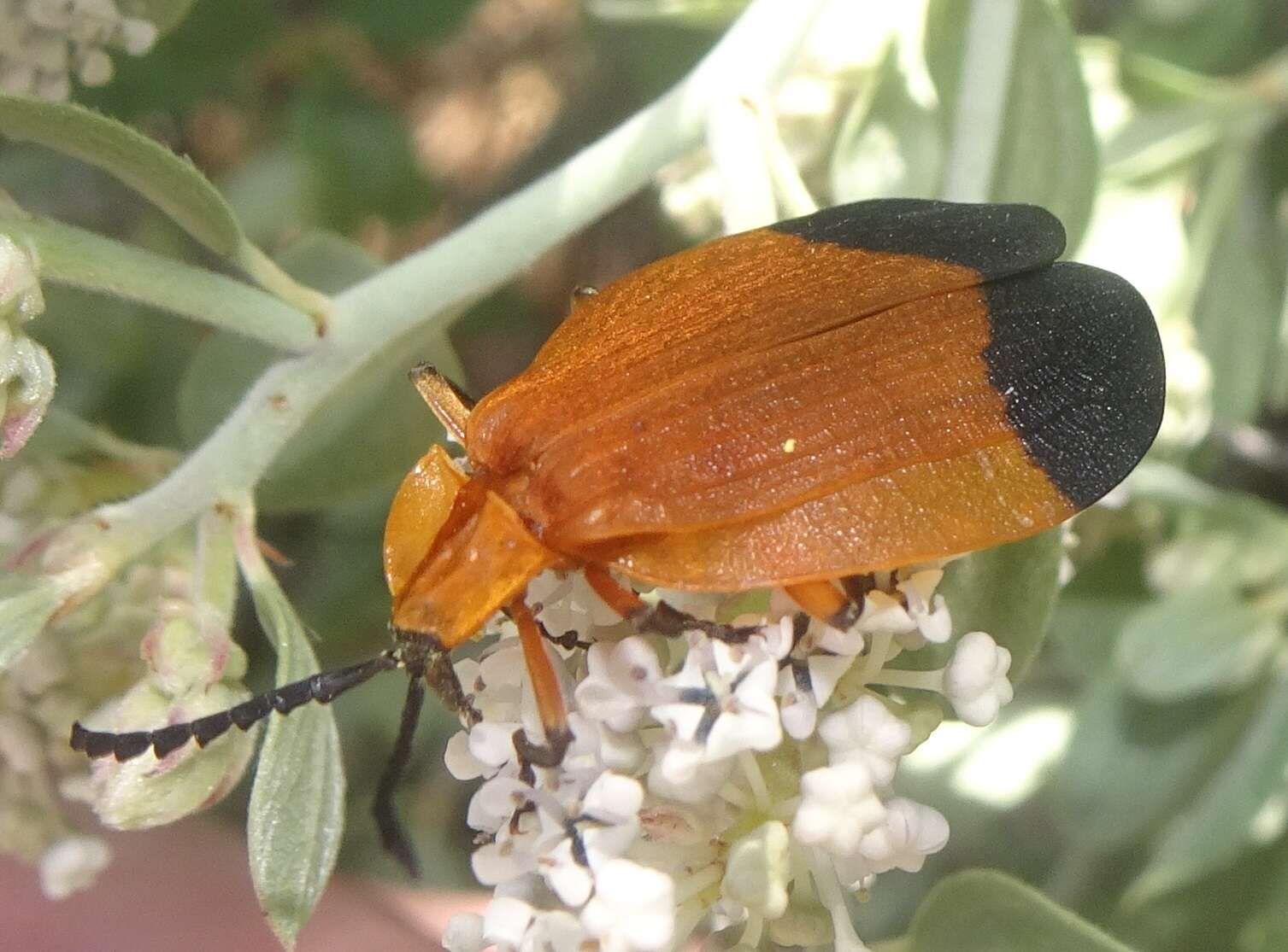 Plancia ëd Lycus arizonensis Green 1949