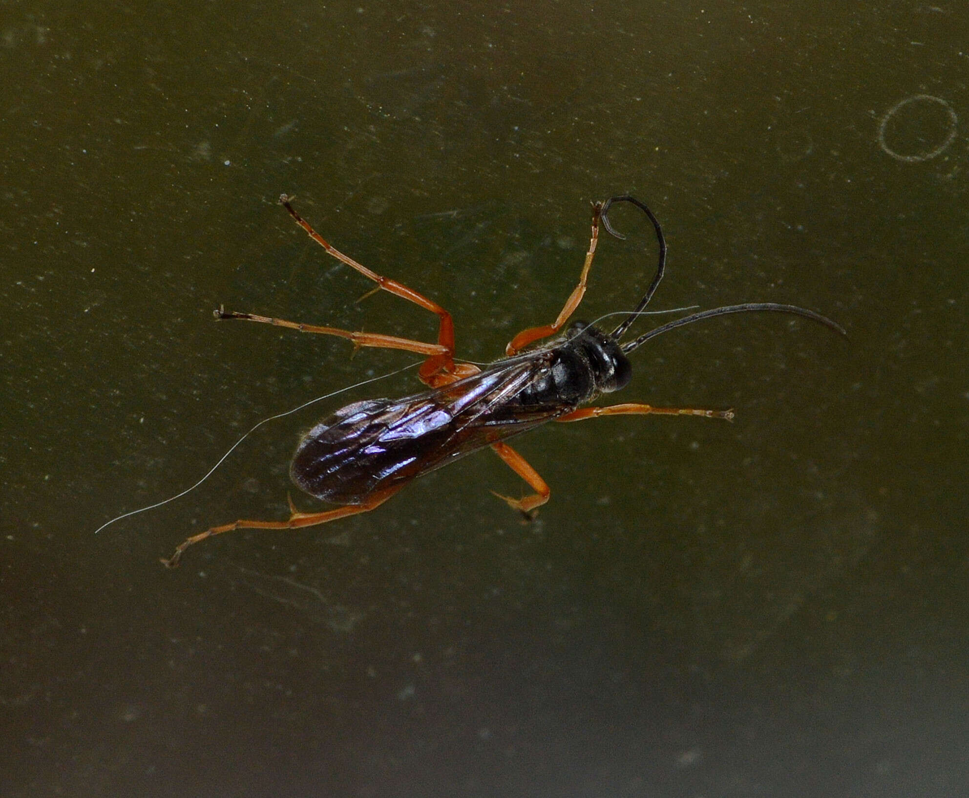 Image of Auplopus mellipes mellipes (Say 1836)