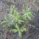 Image de Miconia bicolor (Mill.) Triana