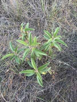 صورة Miconia bicolor (Mill.) Triana