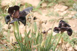 Image of Black Iris