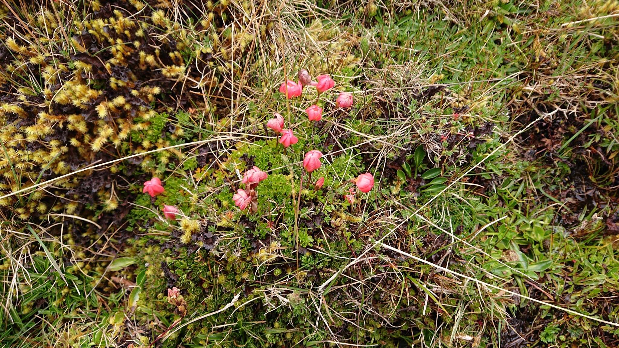 Image of Gentianella rupicola (Kunth) Holub