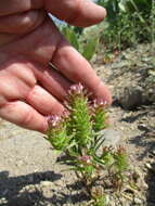 Imagem de Orthocarpus cuspidatus subsp. copelandii (Eastw.) T. I. Chuang & L. R. Heckard