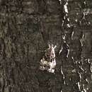 Image of Eudonia dinodes Meyrick