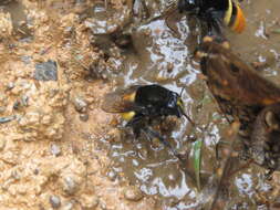 Image of Eulaema pseudocingulata Oliveira 2006