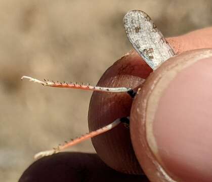 Trimerotropis titusi Caudell 1905 resmi