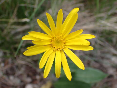 Plancia ëd Senecio provincialis (L.) Druce