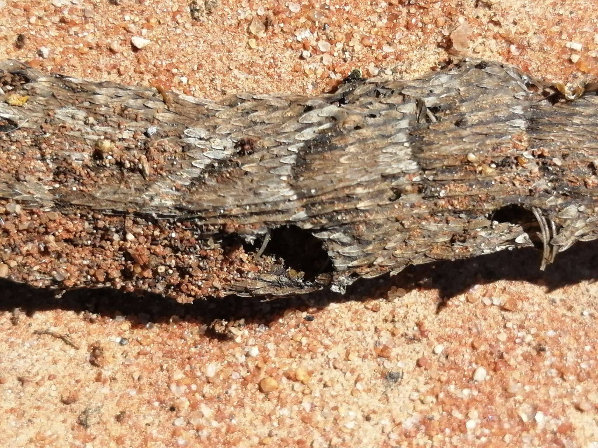 Image of Many-horned adder