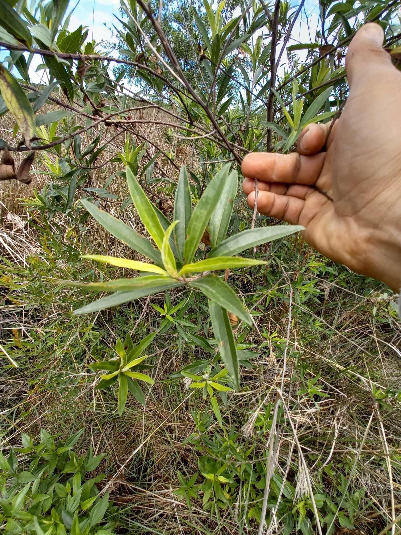 Image of Baccharis punctulata DC.