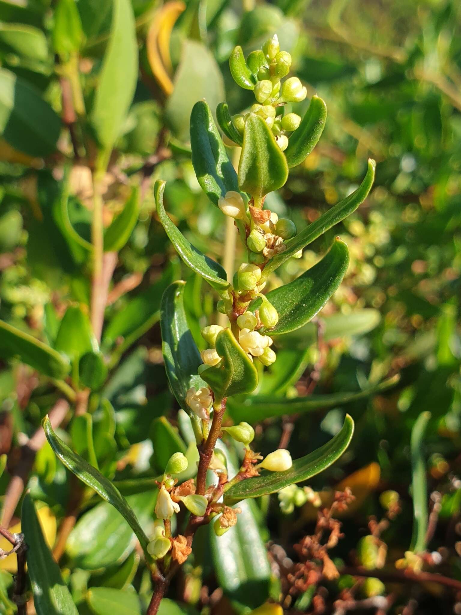 Image of Muehlenbeckia gunnii (Hook. fil.) Walp.