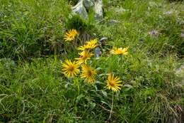 Image of Doronicum glaciale (Wulfen) Nym.