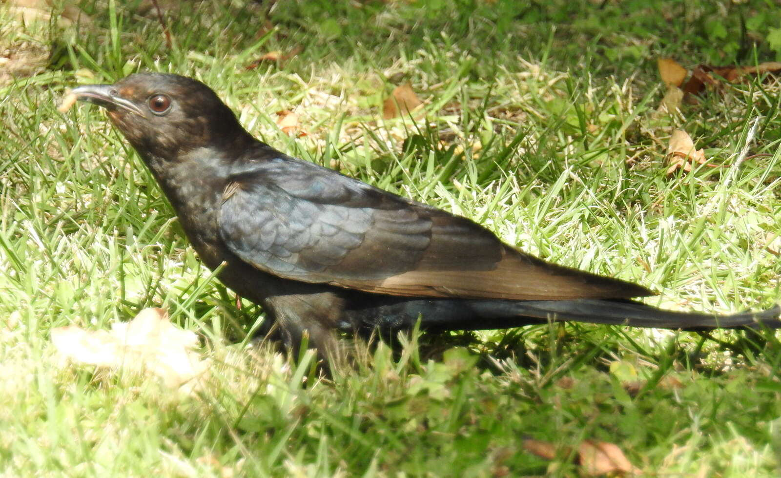 Image of Black Cuckoo