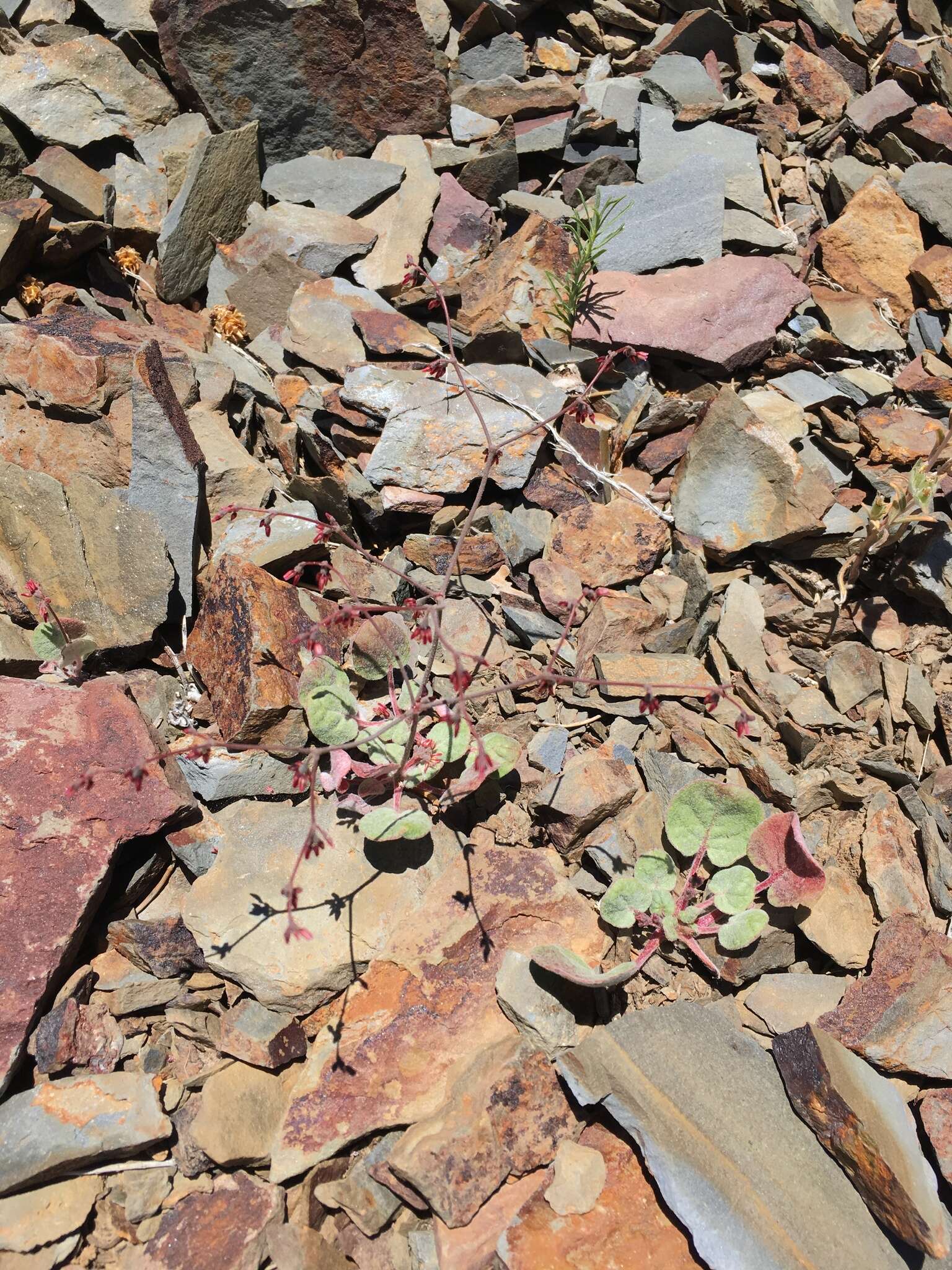 Image of Telescope Peak buckwheat