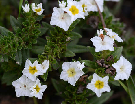 Image of Euploca foliosissima (J. F. Macbr.) J. I. M. Melo