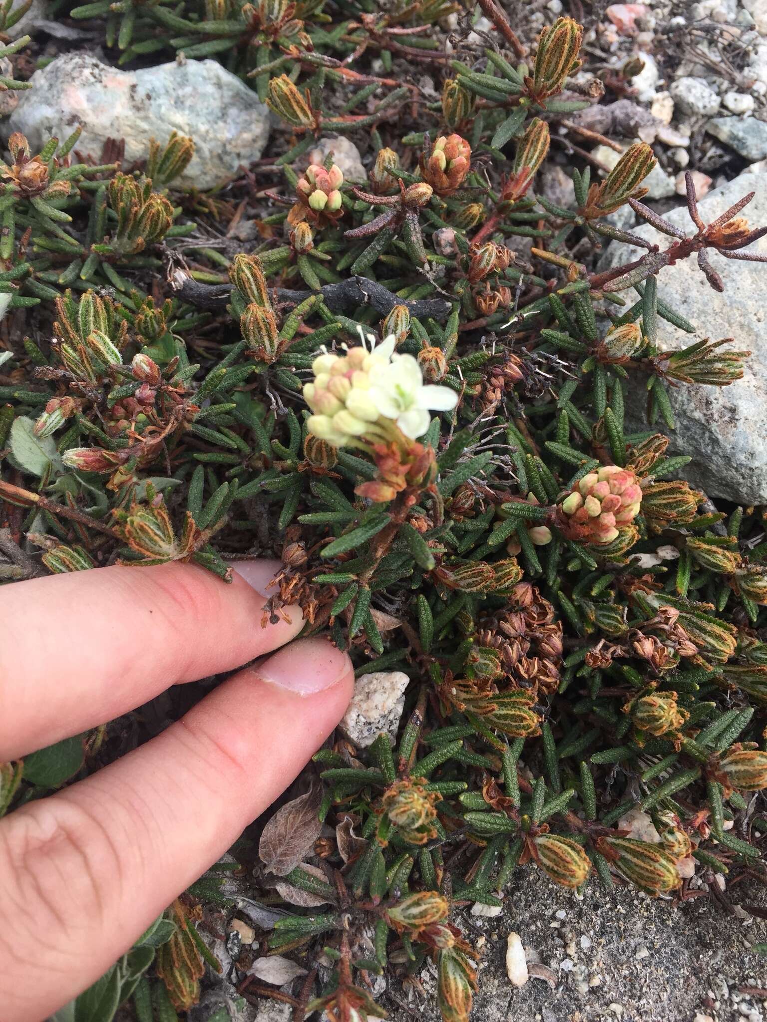 Imagem de Rhododendron tomentosum (Stokes) Harmaja