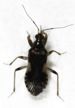 Image of Alloeorrhynchus