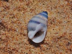 صورة Nassarius albescens (Dunker 1846)