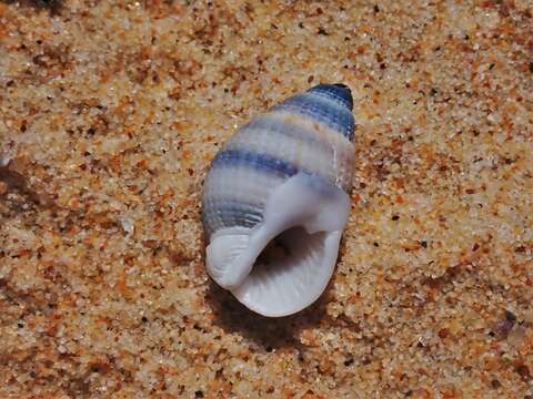 Image of Nassarius albescens (Dunker 1846)