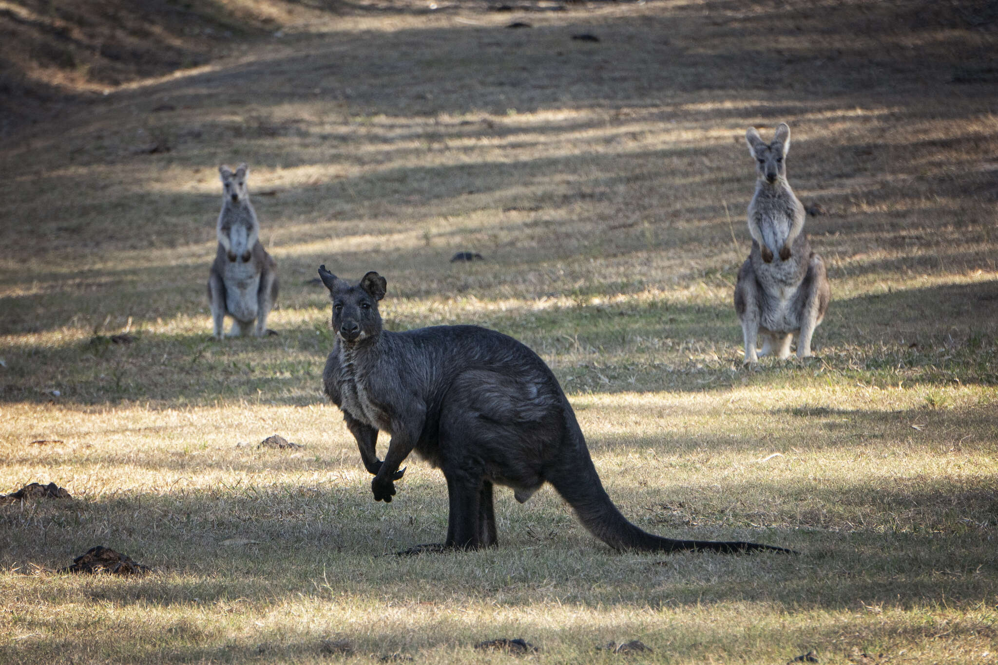 Macropus subgen. Osphranter Gould 1842的圖片