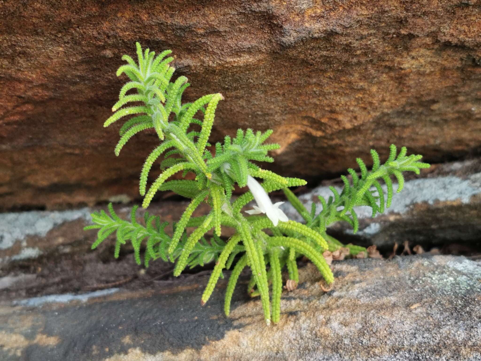 Image of Chloanthes stoechadis R. Br.