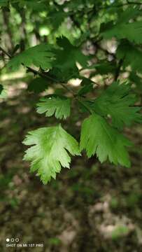 Crataegus rhipidophylla Gand. resmi