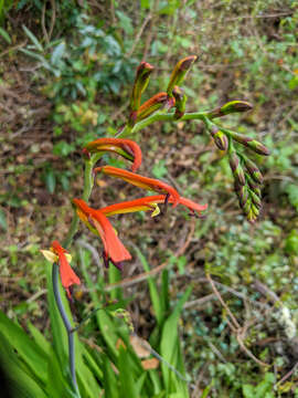 Plancia ëd Chasmanthe bicolor (Gasp.) N. E. Br.