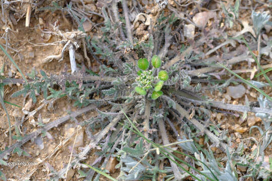 Image of shaggyfruit pepperweed