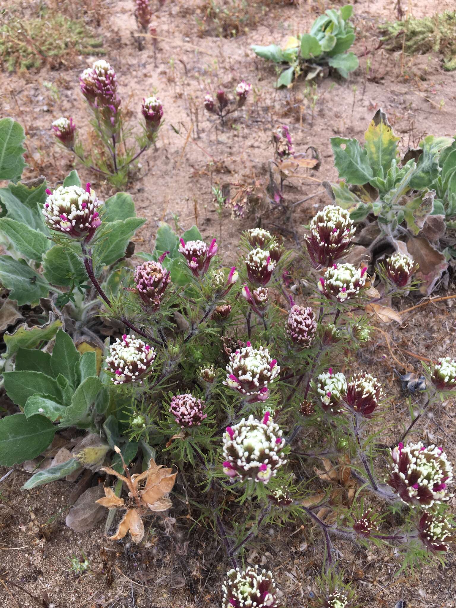 Image of wideleaf Indian paintbrush