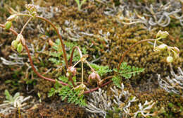 Lomatium hendersonii (Coult. & Rose) Coult. & Rose的圖片