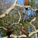 Image of Australian Black Kite