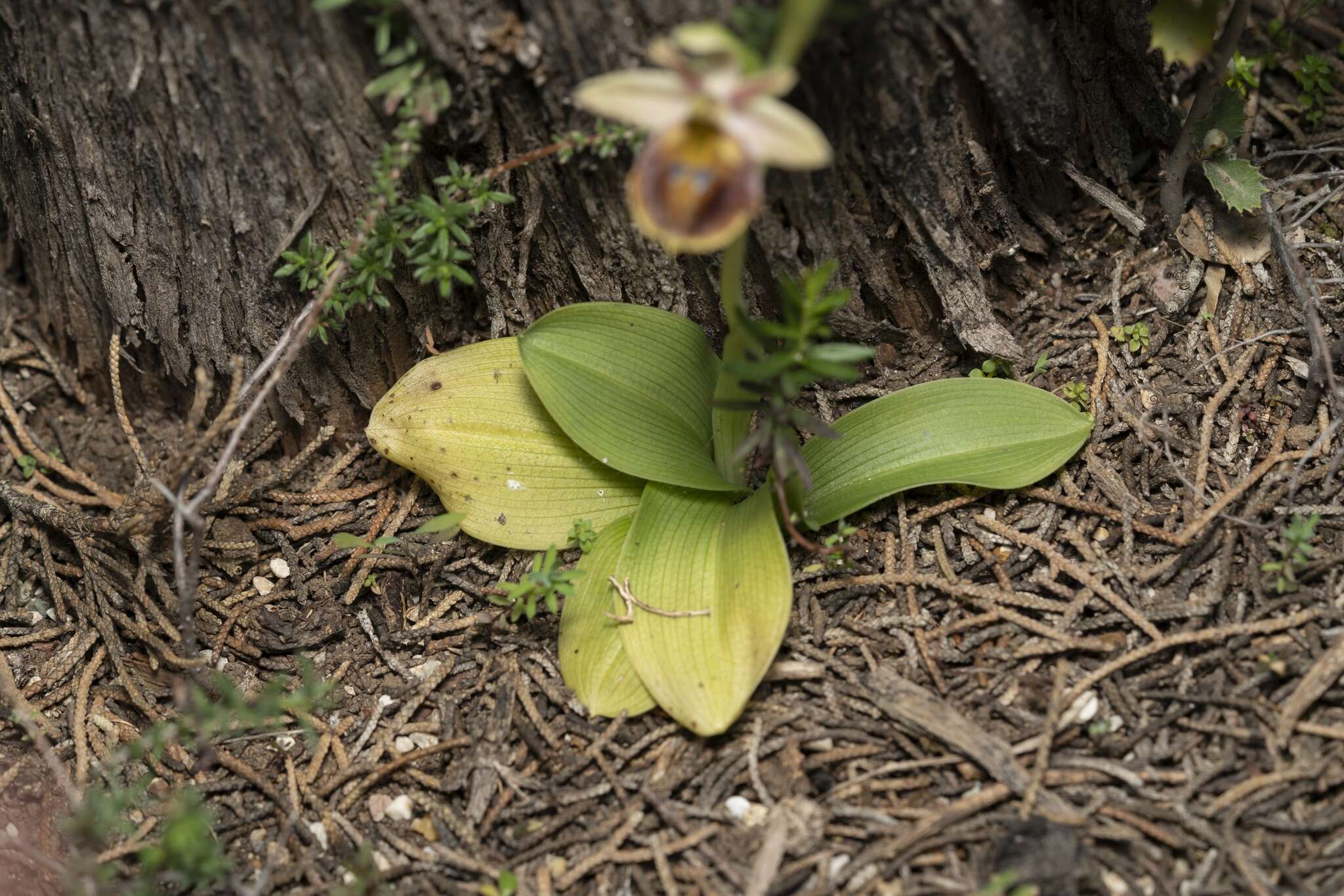 Image of Ophrys argolica subsp. lucis (Kalteisen & H. R. Reinhard) H. A. Pedersen & Faurh.