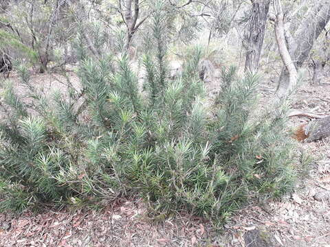 Image of Emu Berry