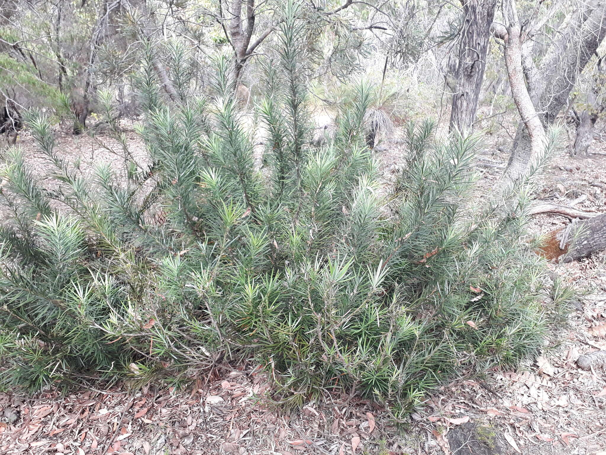 Image of Emu Berry