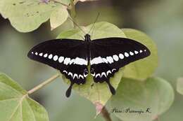 Image of Malabar Banded Swallowtail